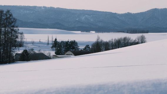 日本北海道旭川美瑛｜白鬚瀑布｜孤獨聖誕樹｜札幌來回｜中文專車