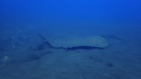 Los Cristianos: Cuba Dive untuk pemula