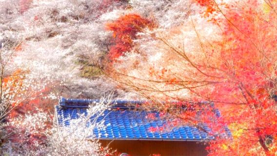25 Jahre limitierter Tagesausflug zu Ahorn und Kirschblüten: Hokisan Eihō-ji + Herbstlaub in Korankei + rosa Vier-Jahreszeiten-Kirschblüten