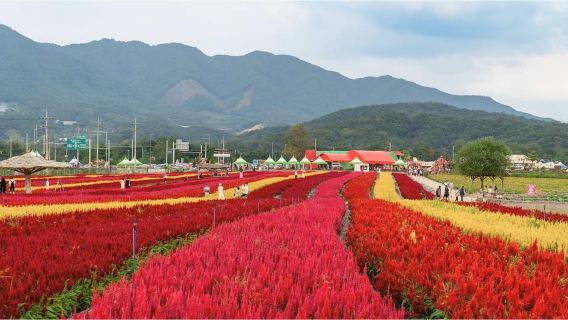Hantan Canyon & Goseokjeong Flower Garden & Pink Muhly Park
