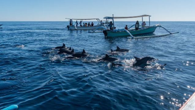 ทัวร์ 1 วันตามล่าปลาโลมาที่โลวินาและขับรถโฟร์วีลที่อูบุด บาหลี [Kuber|เลือกรถเดี่ยวหรือคู่]