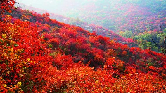 【鄭州/洛陽出發】長壽山+風情古鎮+賞紅葉·1日遊