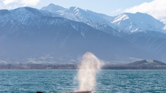 New Zealand Kaikoura Day Tour (Departing from Christchurch, Including Whale Watching Flight) with Hotel Pickup
