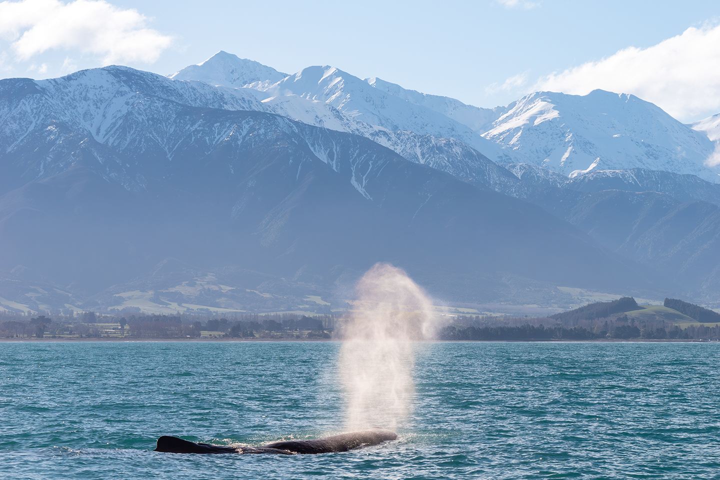 New Zealand Kaikoura Day Tour (Departing from Christchurch, Including Whale Watching Flight) with Hotel Pickup