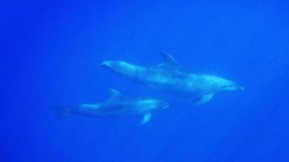 Scuba Diving Experience