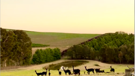 Australien | Tour zu 4 Weingütern im Yarra Valley in Melbourne + Schokoladen- und Eisfabrik (Geteilte Tour)