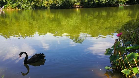 Tages-Charterfahrt von Chengdu nach Dujiangyan und dem Qingcheng-Berg