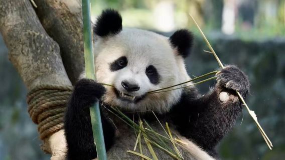 Chengdu departure: Private charter 1-day tour to Panda Breeding and Research Base and Yingxiu Earthquake Site