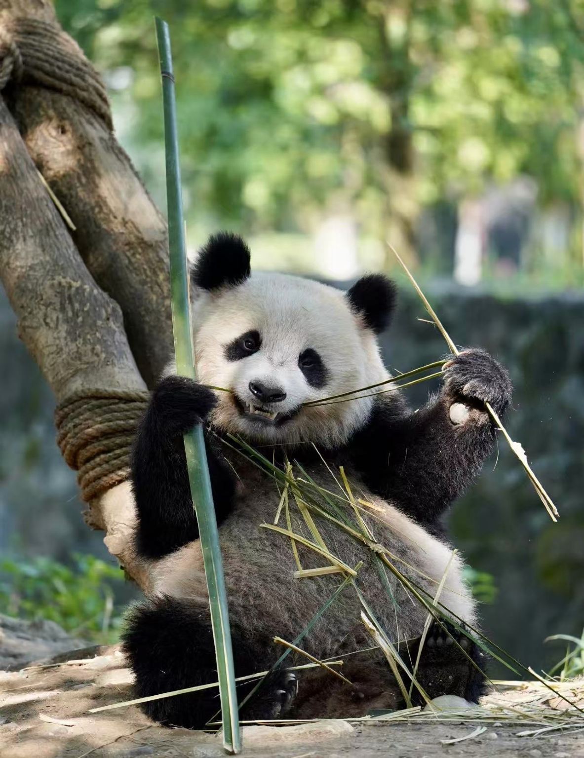 Chengdu departure: Private charter 1-day tour to Panda Breeding and Research Base and Yingxiu Earthquake Site