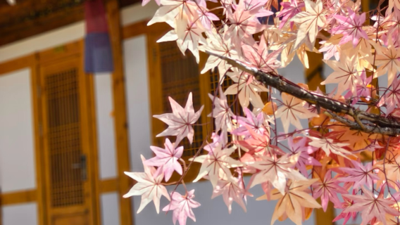 Tumen national gate scenic area - Tumen river square + Yanji Chunxing Korean ancient village folk culture park (admission ticket not included)