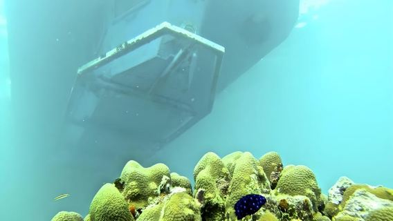エキサイティングなカリブ海の水中世界を体験