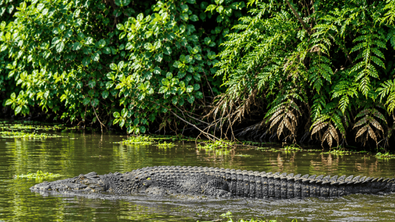 Weligama: Crocodile & Bird Watching Mangrove River Safari