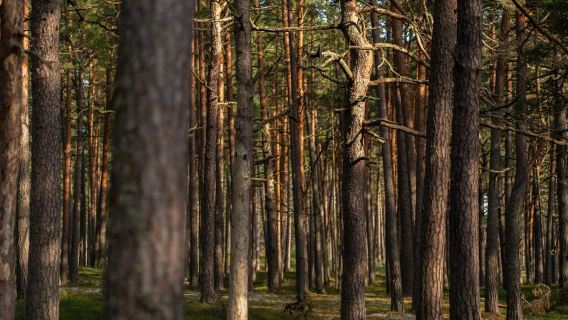 From Riga: Seaside Nature Park Walk
