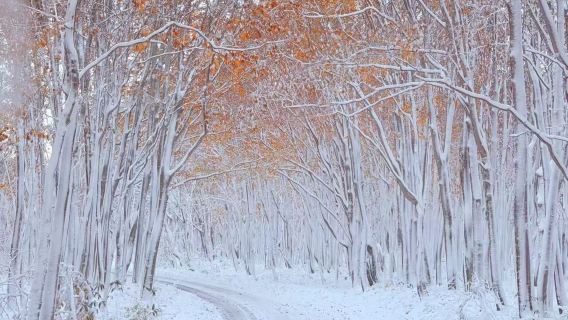 Fall and winter hidden gems Oirase keiryū Gorge + Lake Towada + Hakkōda Mountains 1-day tour departing from Aomori with Chinese-speaking guide