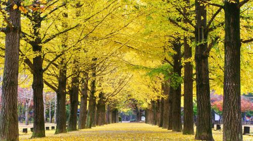 Seoul, South Korea · Nami Island|Nami Island round-trip shuttle bus transfer Transport Passes