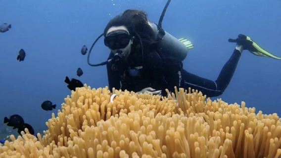 印尼峇里島圖蘭奔體驗潛水自由潛水1天【珊瑚花園+自由號沉船、專業教練帶潛、含午餐、專車接駁】