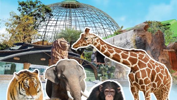 泰國大城獅子王動物園親子遊
