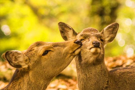 日本大阪府京都奈良公園+伏見稻荷大社+嵐山一日遊