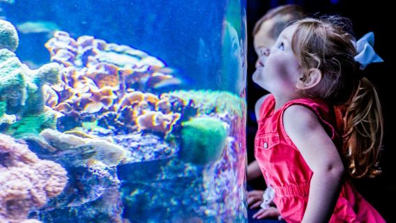 Myrtle Beach: Acuario de Ripley + 2 atracciones