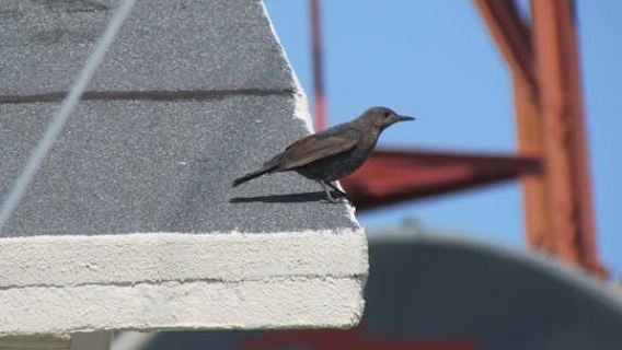 Birdwatching in Monchique full-day tour