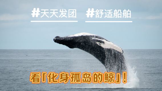 레이캬비크데이 투어