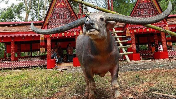 From Bali: 5 Days Explore UNESCO Site of Toraja Ancient Culture and KARTS Park Reserve