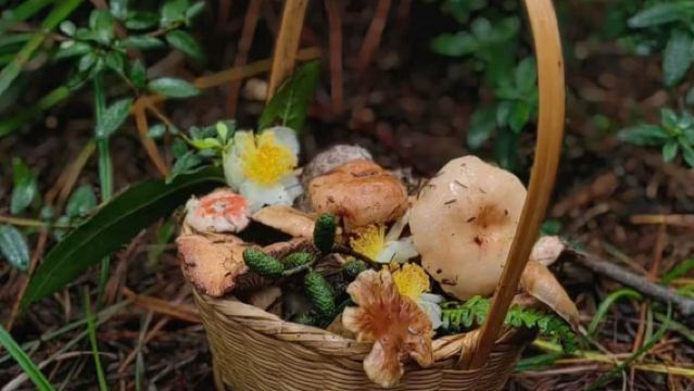 Kelas Cendawan Xishuangbanna + Jamuan Cendawan + Aktiviti Memetik dan Menikmati Cendawan | Dibimbing oleh Pemburu Cendawan | Memetik Cendawan T