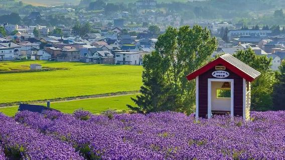 中富良野町日遊