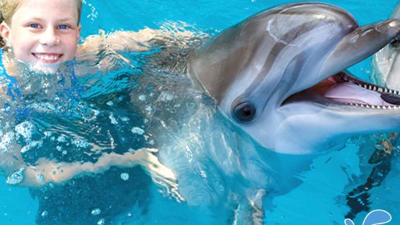 อียิปต์ เรือยอทช์ออกสู่ทะเลแดง ฮูร์กาดา ดำน้ำตื้น ไล่ล่าโลมา รวมอาหารกลางวันและรถรับส่ง