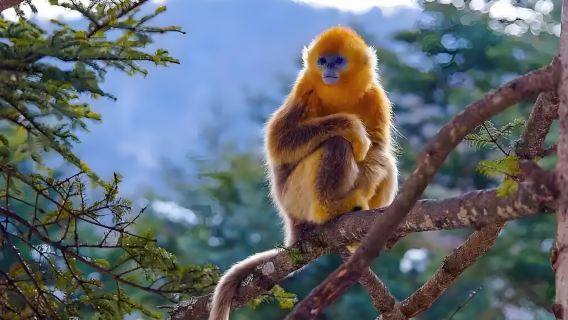 Départ de Chengdu : visite du Bouddha géant de Leshan, du mont Emei et du sommet doré (groupe sinophone en option)