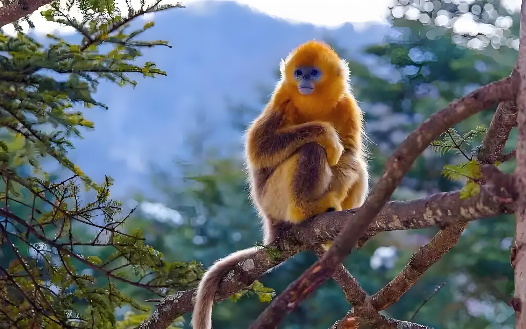 Klassische Tour ab Chengdu: Leshan-Buddha, Emei-Berg, Goldener Gipfel – Tagestour verfügbar. Gruppen- und Privattouren ebenfalls möglich.