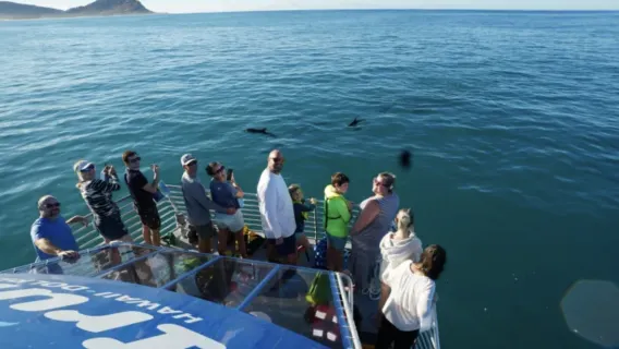 3-HOURS WAIANAE DOLPHIN WATCH & SNORKEL with WATER ACTIVITIES