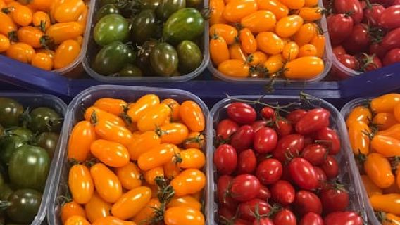 Tur Kuliner Roma di Kota Vatikan dengan Anggur Berkualitas