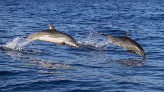 Poreč: Dolphin Spotting Cruise with Included Drinks
