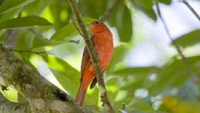 Tour di birdwatching al Rainforest Adventures Braulio Carrillo
