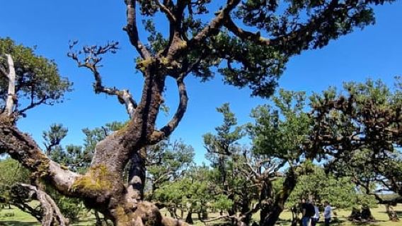 Madeira: Surreales West-Erlebnis