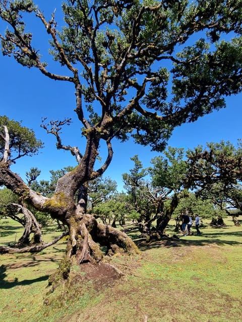 馬德拉：超現實西部體驗