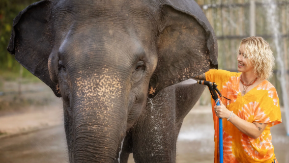 Excursion d'une demi-journée au sanctuaire des éléphants de Chiang Mai (branche du canyon), Thaïlande