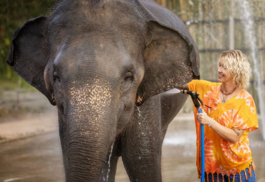 Chiang Mai Elephant Jungle Sanctuary (Canyon Branch) Half Day Tour, Thailand