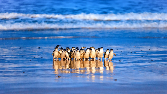 1-day tour to Phillip Island + Moonlit Sanctuary Wildlife Conservation Park + Nobbies Centre