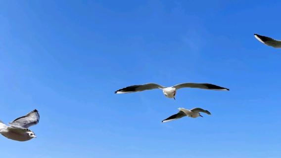 三門峽天鵝湖+函谷關+黃河郵輪一日遊【特價-目的地三門峽】