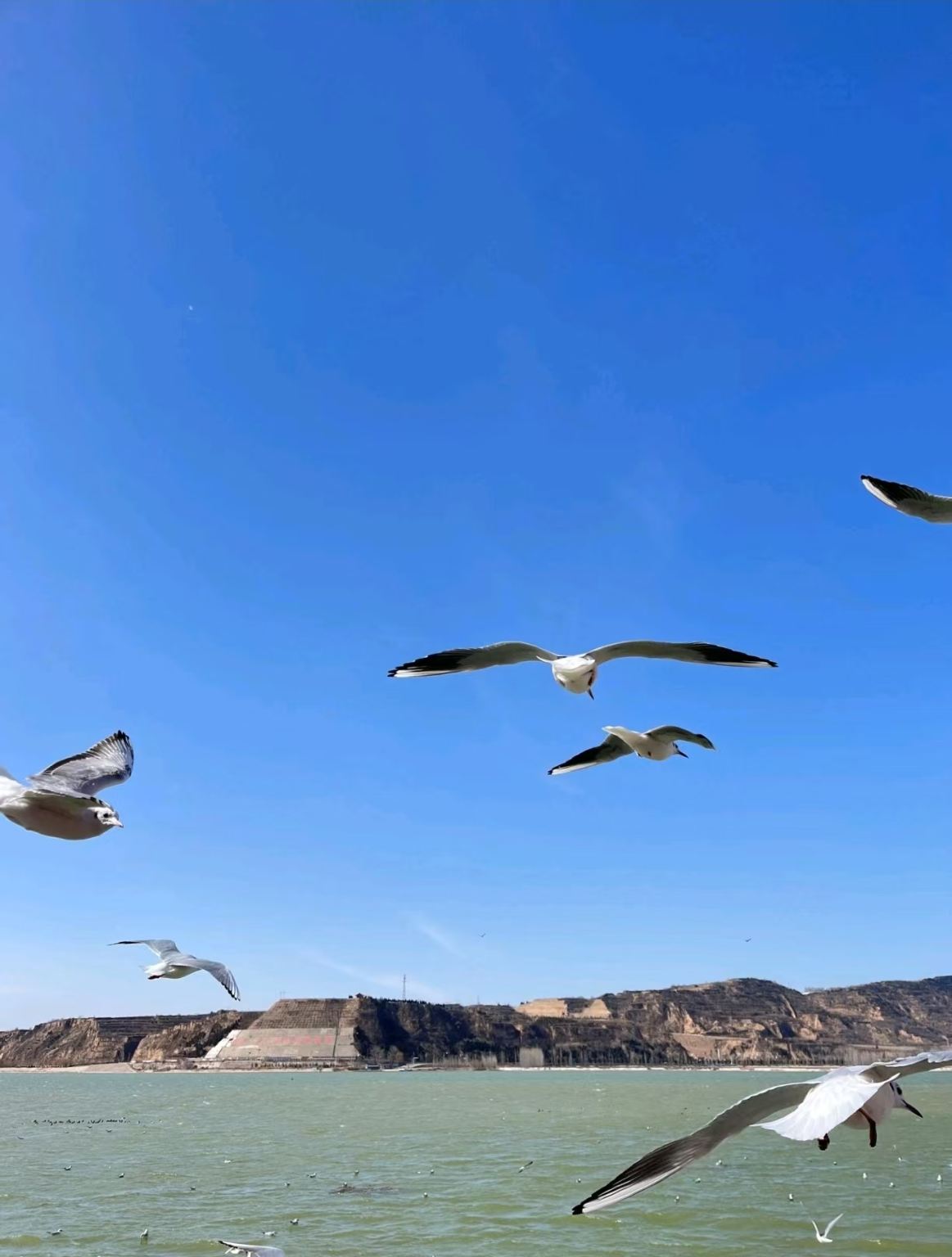 三門峽天鵝湖+函谷關+黃河郵輪一日遊【元旦特惠】