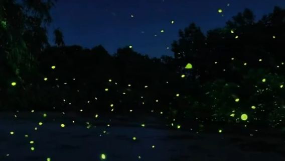 Exploración de luciérnagas en Bintan