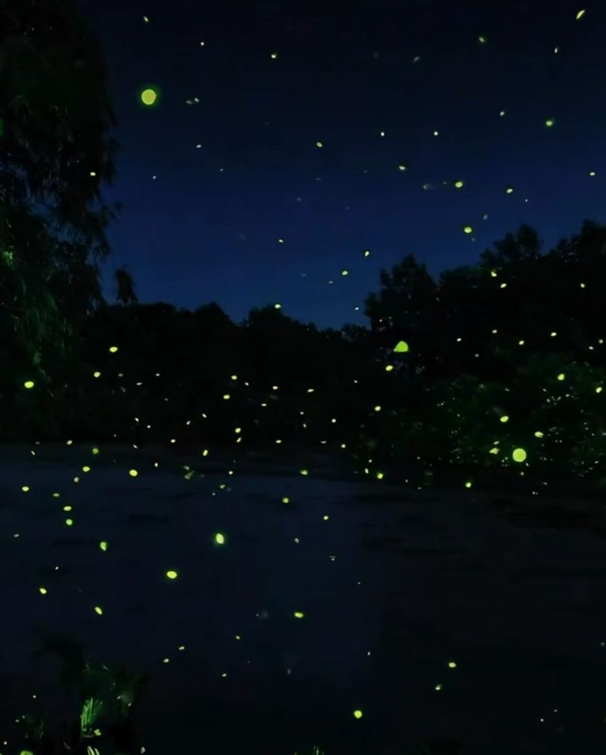 Tour di esplorazione delle lucciole a Bintan