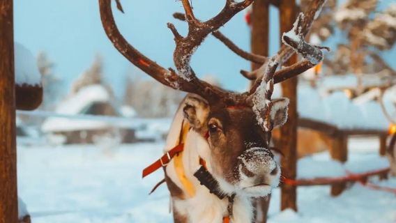 芬蘭羅瓦涅米+聖誕老人村一日遊/行程可調-可訂製多日遊