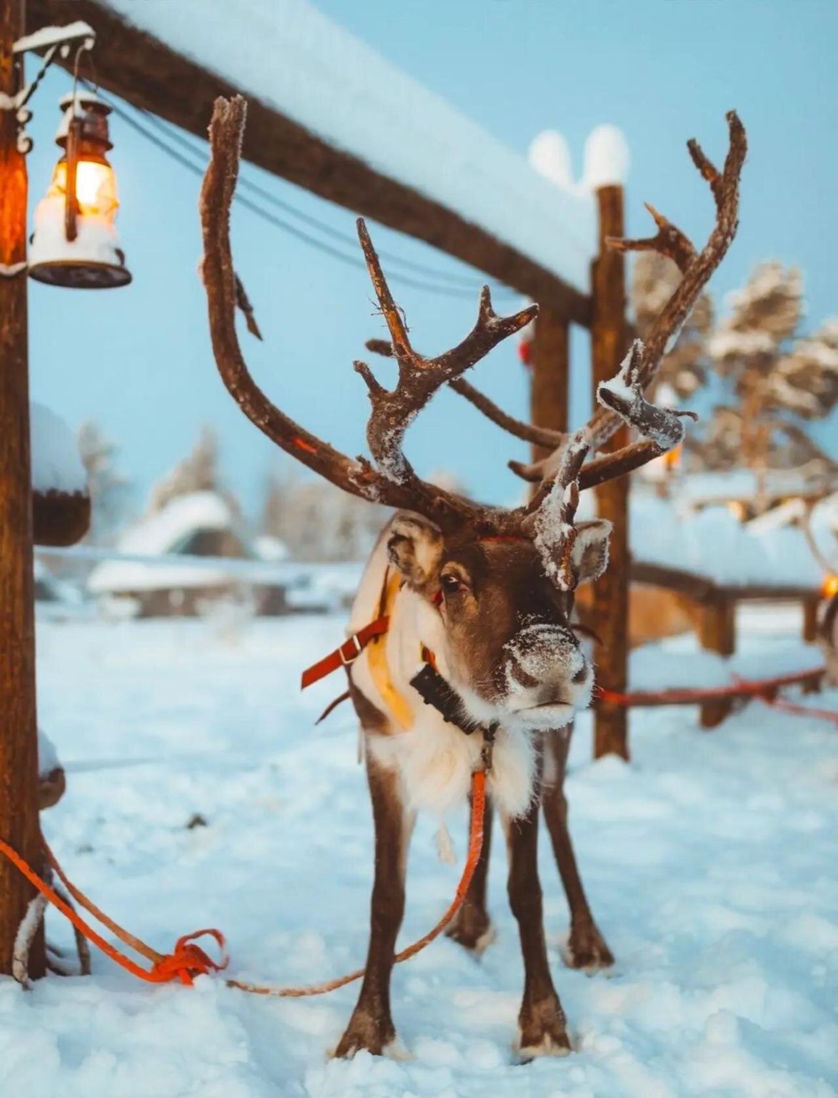 芬蘭羅瓦涅米+聖誕老人村一日遊/行程可調-可訂製