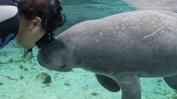 Homosassa State Park: Day Trip from Orlando + Swim with Manatees
