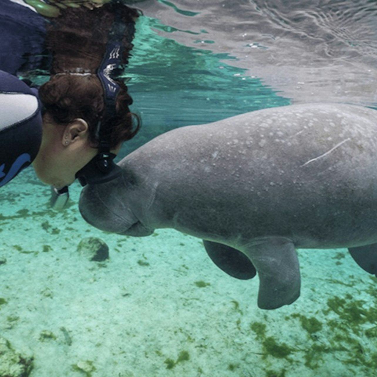 Homosassa State Park: ทริปหนึ่งวันจากออร์แลนโด + ว่ายน้ำกับพะยูน