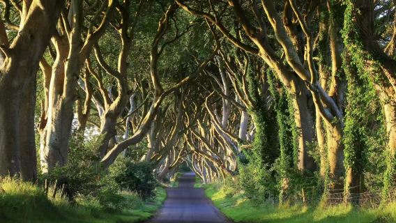 Belfast Game of Thrones Themed Day Tour (English Speaking Group)