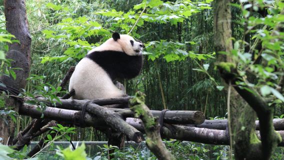 成都出發+熊貓谷+都江堰包車一日遊